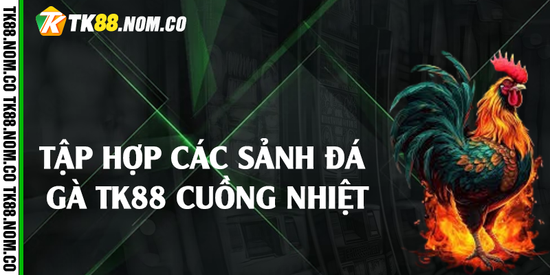 tap hop sanh da ga tk88 Tập hợp các sảnh đá gà Tk88 cuồng nhiệt